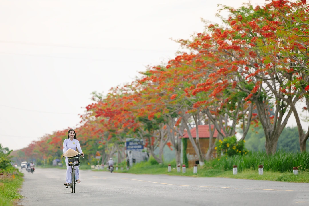 Mê mệt với những bộ ảnh hoa phượng đỏ rực tuyệt đẹp và thơ mộng