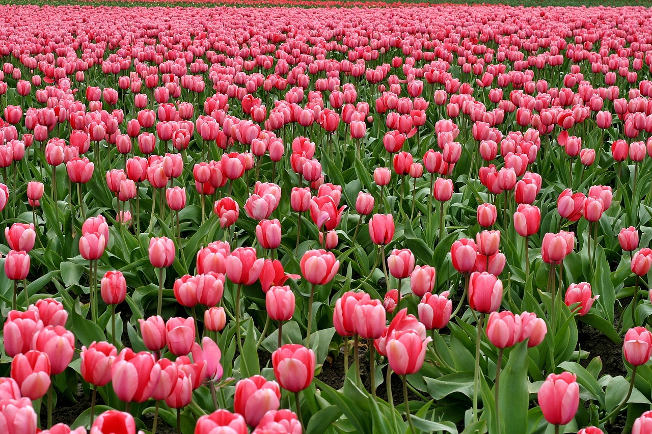 Hoa Tulip Những Bông Lĩnh Vực - Ảnh miễn phí trên Pixabay ...