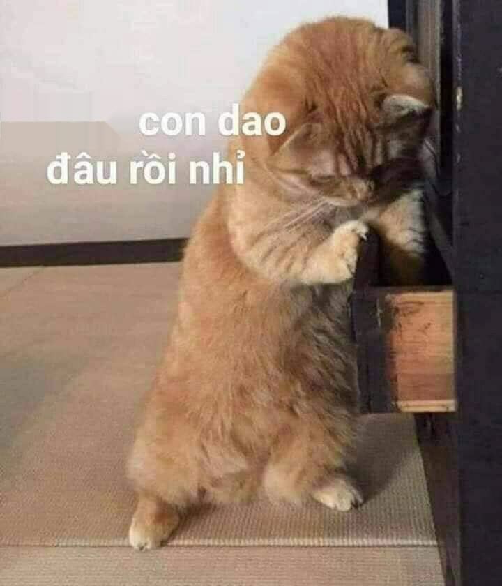 Tổng hợp meme chó, mèo hài hước để gửi bạn bè