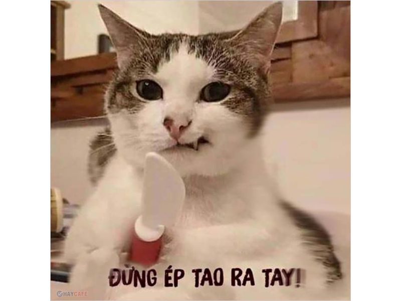 Tổng hợp meme mèo hài bựa, meme mèo cute cực dễ thương ...