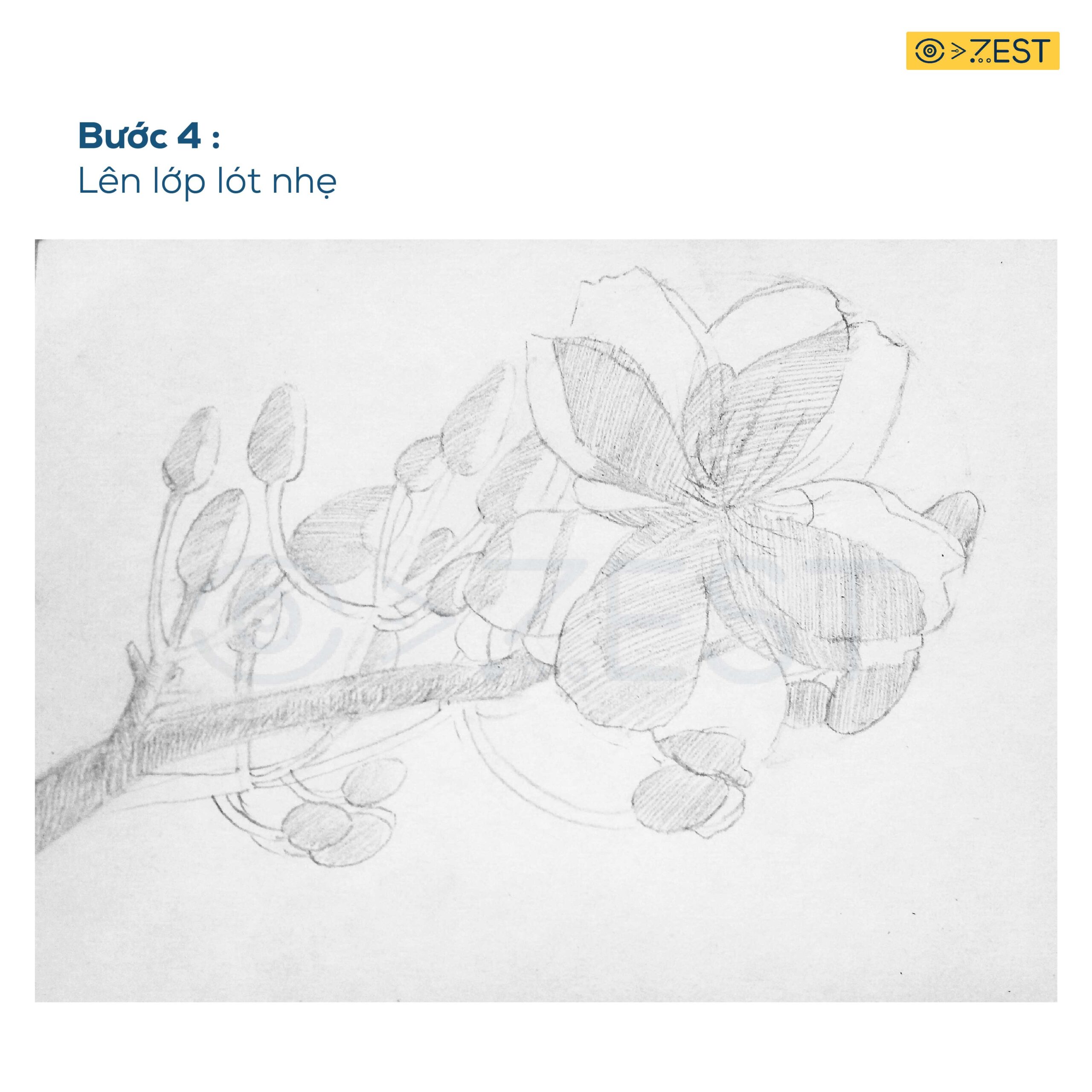 6 Bước vẽ cành hoa mai bằng bút chì đơn giản - Zest Art